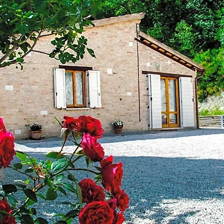 Calmancino Delle Selve Urbino