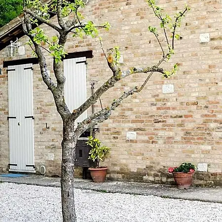 Calmancino Delle Selve