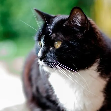 Bed & Breakfast Calmancino Delle Selve Urbino