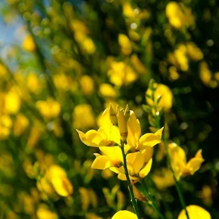 Calmancino Delle Selve 3* Urbino