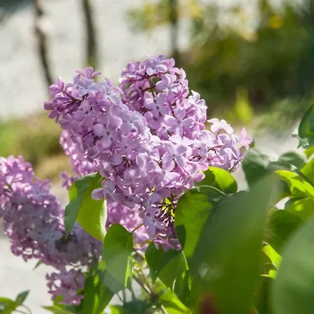 Calmancino Delle Selve Bed & Breakfast 3*