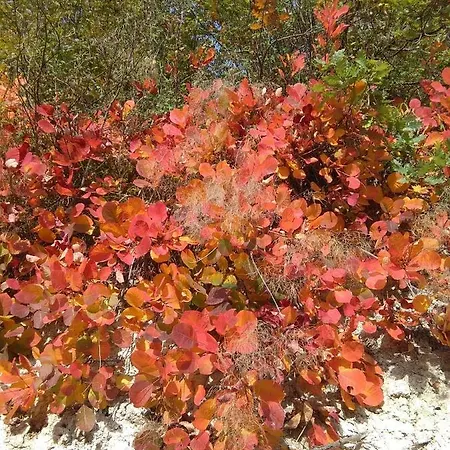 Calmancino Delle Selve 3* Urbino